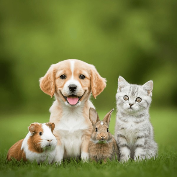 Chat, chien et lapin ensemble